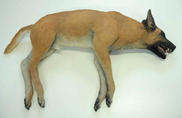 perro01.jpg