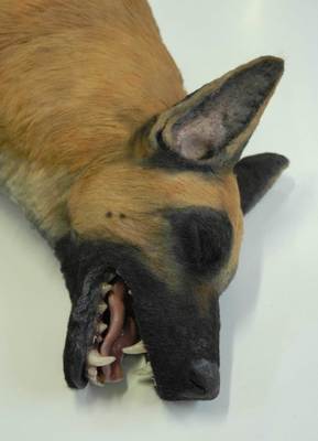 perro02.jpg